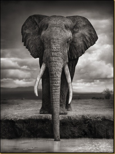 Nick Brandt 3