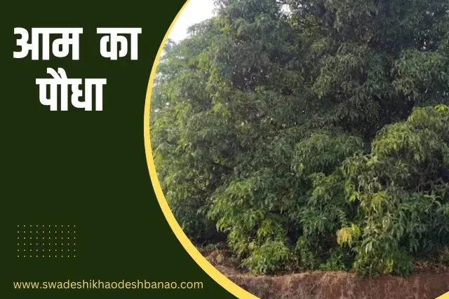 Information bout mango plant in Hindi