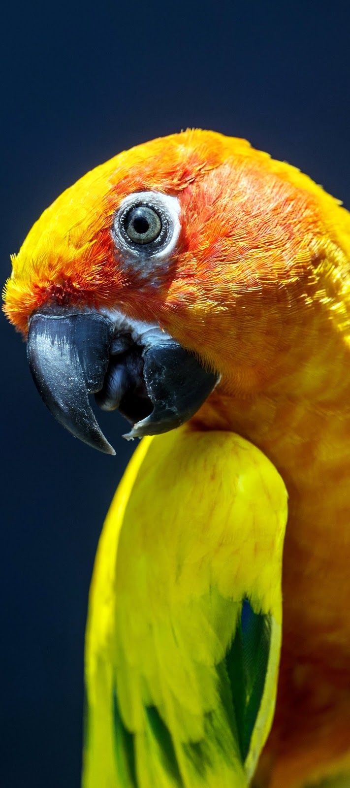 Photo of a sun conure.