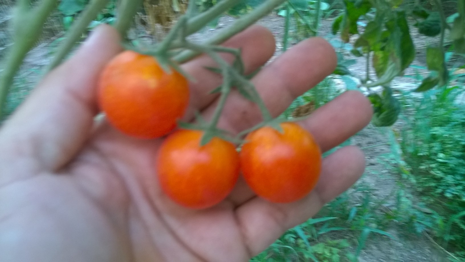 MY ORGANIC TOMATOES