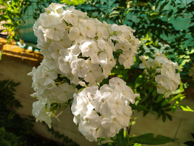 Flox paniculada (Phlox paniculata L.).