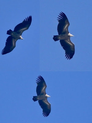 Eurasian Griffon Gyps fulvus   - Juvenile