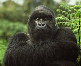 Gorilla