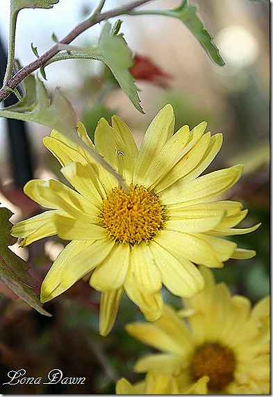 Frosty_Yellow