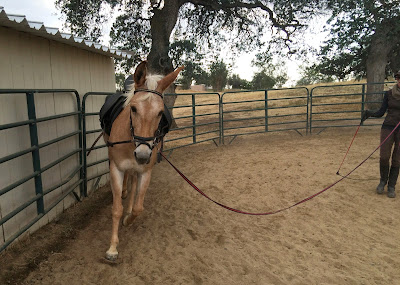 palomino mule lunging