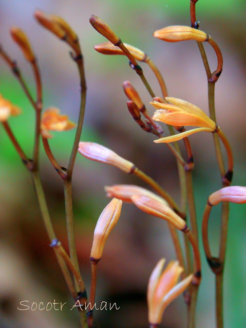 Lecanorchis suginoana