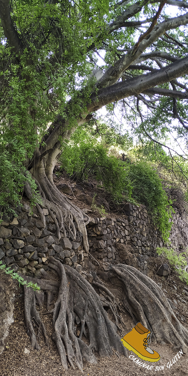Ficus con raíces increíbles en la Rambla de Castro