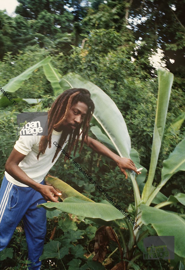 HISTÓRIA DO REGGAE: A FAZENDA de BUNNY WAILER (Solomonic Farm)