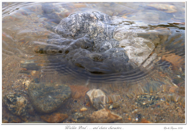 Walden Pond: ... and elusive characters...