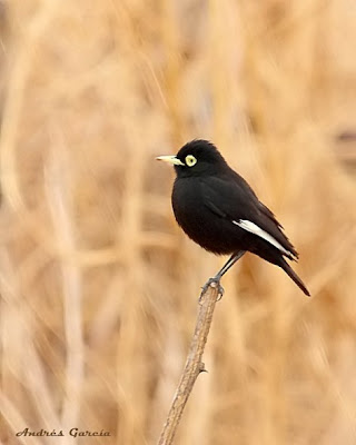 pampas birds