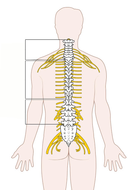 How to Avoid Spinal Cord Disease?