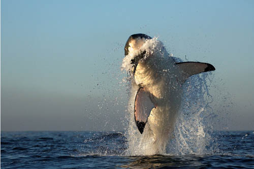 white shark hunting