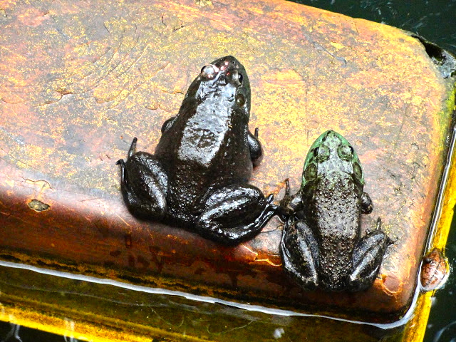 Jurong Frog Farm