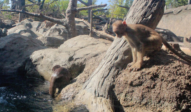 宇部市・ときわ動物園のかわいいコツメカワウソが泳ぐ【n】