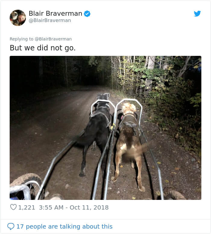 Woman Shares How Her Adorable But ‘Dumb As A Box Of Rocks’ Sled Dog Took Her Home