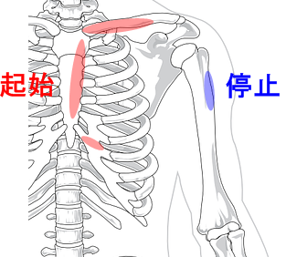 大胸筋の構造 作用と起始停止および支配神経 公式 公益社団法人 日本パワーリフティング協会