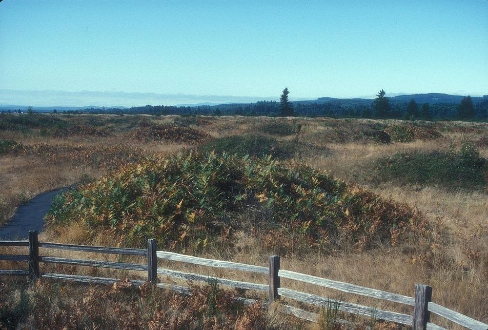 mima-mounds-1 mima-mounds-1