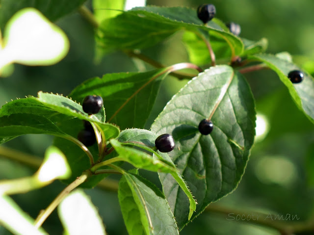 Helwingia japonica