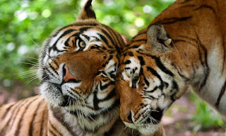 Adult tigers