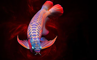 Dragon Fish Arowana Beauty