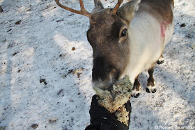 Feeding Reindeer Moss Outdoor Winter Activities in Sweden's Lapland