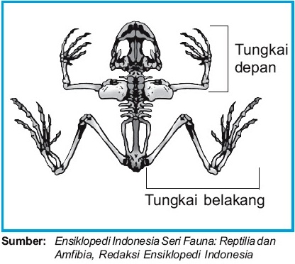 Mekanisme Gerak pada Hewan  Vertebrata