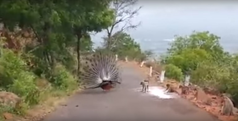 PEACOCK OPENED HER FEATHERS FOR MONKEYS