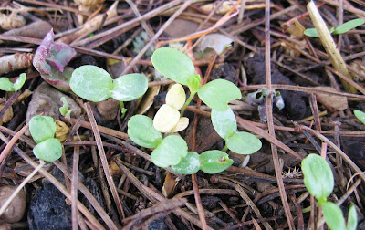 cotiledoni Zinnia