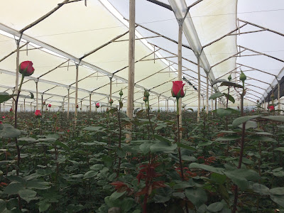 Плантация эквадорских роз 