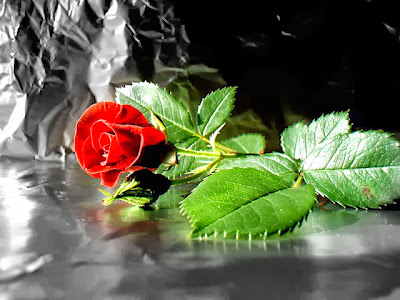 red rose HD image