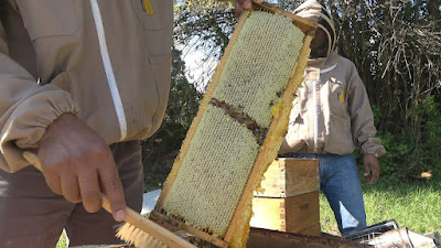 Producción de miel en colmenas