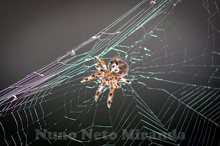 alt="aranha, spider, teia, web, seda das aranhas, spider silk"