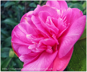 candy pink Camellia flower