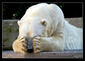 Polar bear plays hide and seek, funny animals, funny polar bear, polar bear pictures