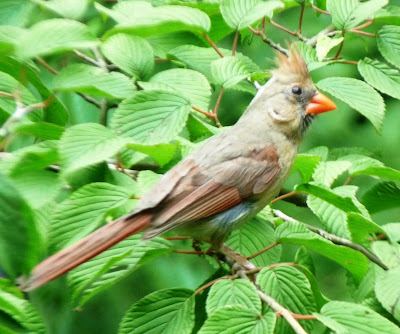 female cardinal