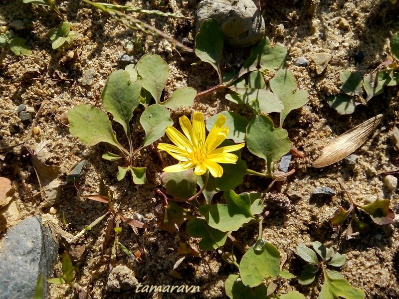 Хоризис ползучий / Иксерис ползучий (Chorisis repens, =Ixeris repens)