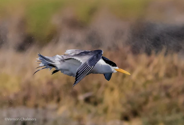 Swift tern in flight : Woodbridge Island, Cape Town Frame 5 / 5  Copyright Vernon Chalmers Photography