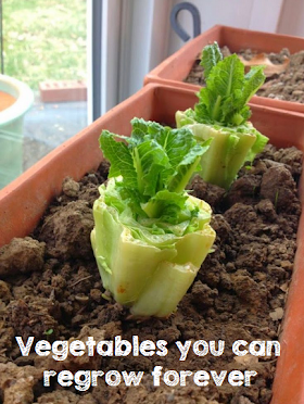 Vegetables you can regrow forever #vegetable_gardening