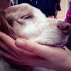 Is Dog Vomiting Blood An Emergency