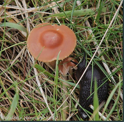 20-nipple-toadstool