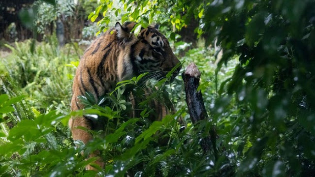 Pekerja Kebun di Pelalawan Diterkam Harimau Saat Buang Air Kecil