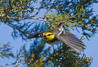 Golden-cheeked Warbler (Dendroica chrysoparia)