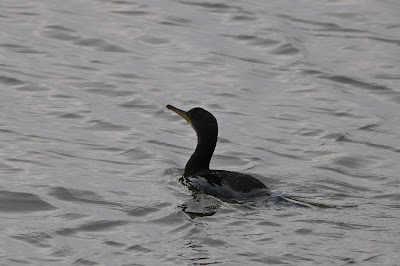 Tûfielgoes - Kuifaalscholver - Phalacrocorax aristotelis