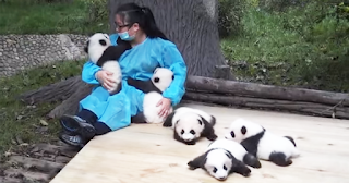 5 weird facts about pandas