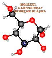 Molekul Karbohidrat Membran Plasma