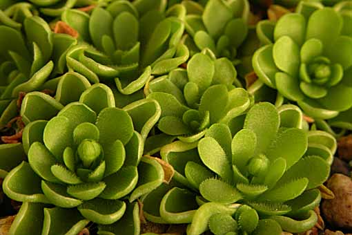  Pinguicula 