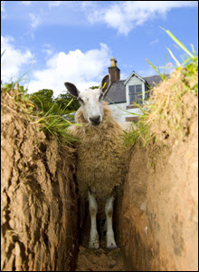 sheep in ditch