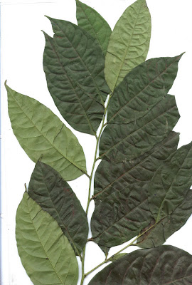 Diospyros paniculata