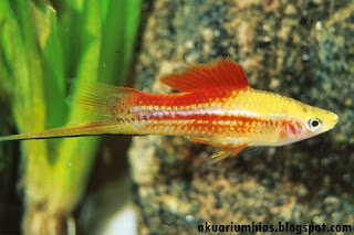 Ikan Hias Swordtail