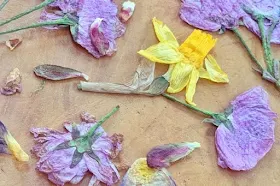 pressed cherry blossom and daffodils on wooden table